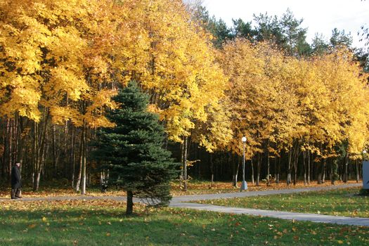 Day time autumn landscape in a wood