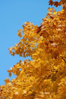 Yellow leaves on branches on a background of the blue sky