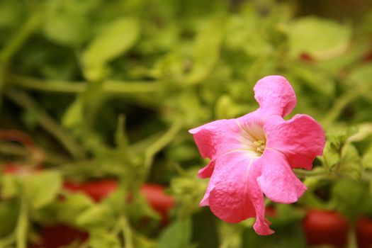 Blossoming petunia close up among leaves