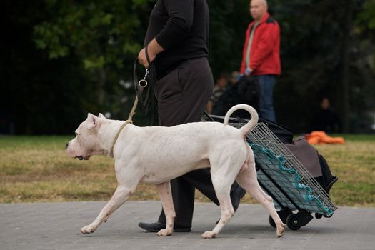 A muscular argentin dog walking with his owner.