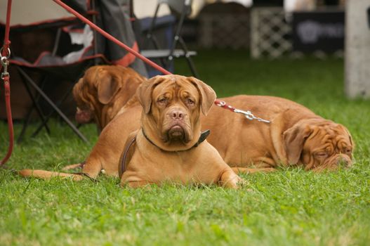 Three beautiful dog de bordeaux.