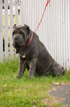 A picture of a beautiful Mastino Napoletano.