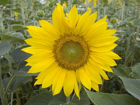 Sunflower - grown on a field