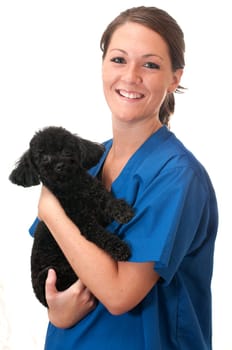 Veterinary assistant holding pet poodle isolated on white background.