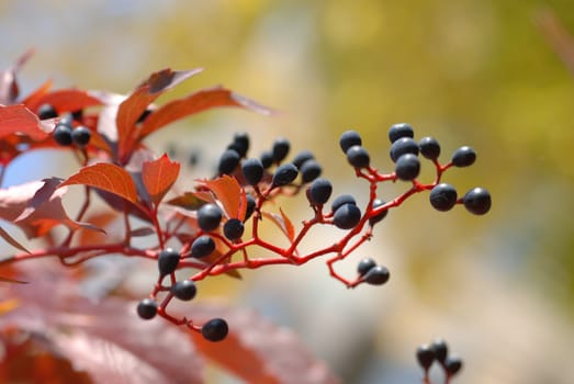 Polish Golden Autumn. Purple grapes.