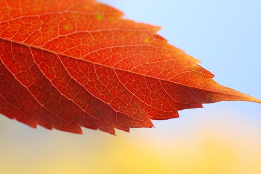 Autumn leaves on the background of the sky.