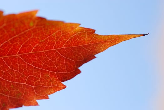 Autumn leaves on the background of the sky.