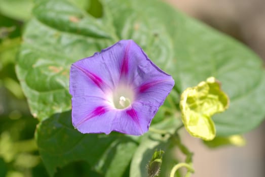 Purple flower.