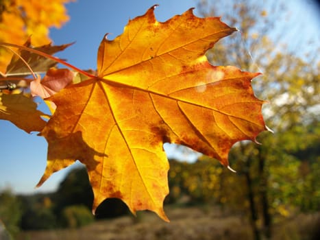 autumn very close colorful fall and background