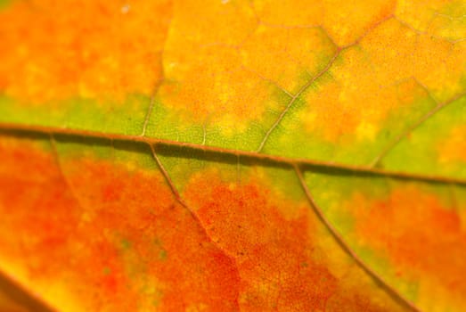 Autumn leaf