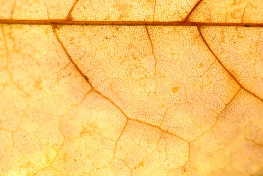 Gold leaf. Polish Autumn.