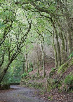A road through an ancient oak woodland