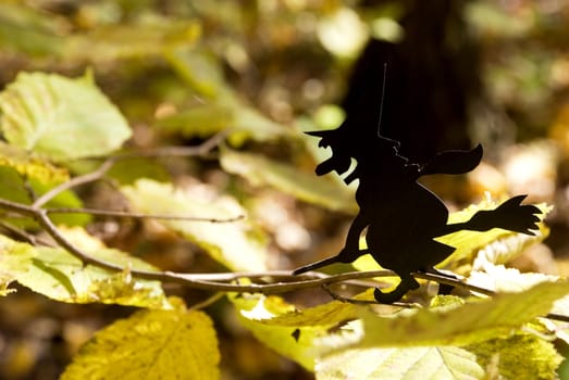 Witch on branch tree in wood
