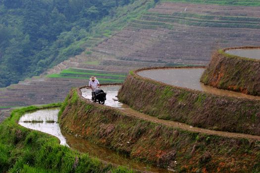 Man and water buffalo working on rice terrace