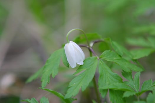 Anemone nemorosa is an early-spring flowering plant, one single flower hanging with it's petals over the leaves