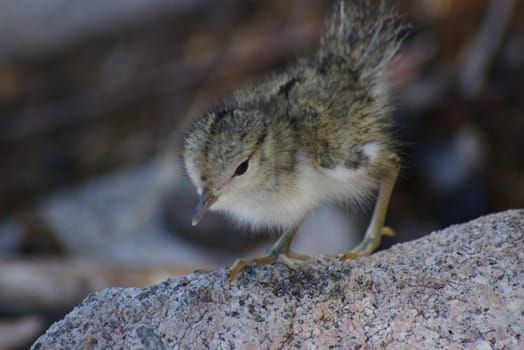 Close-up of a baby dipper on a rock