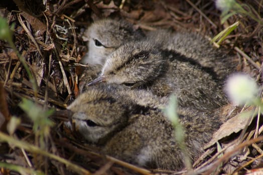 Close-up of baby dippers in a nest