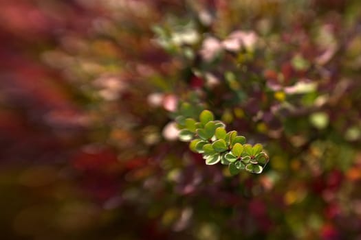 beautiful green foliage blurred effect of blurred background lensbaby 
