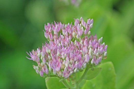 Close up of the lilac colored blossom. Green background. Summertime.