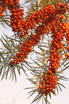 Sea-bucktorn berries. Autumn background.