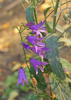 Close up of the bluebells. October. Background.