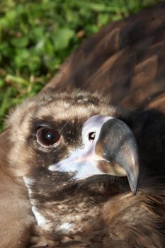 Close-up image of Eurasian Black Vulture (Aegypius Monachus). Also known as Monk or Cinereous Vulture.