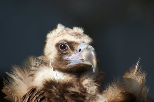 Eurasian Black Vulture (Aegypius Monachus). Also known as Monk or Cinereous Vulture.