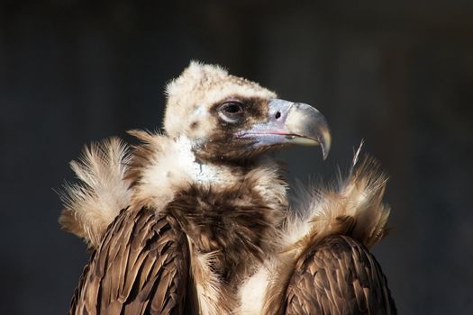 Eurasian Black Vulture (Aegypius Monachus). Also known as Monk or Cinereous Vulture.