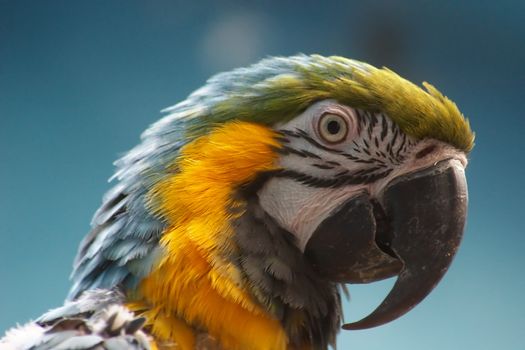 Blue-and-yellow Macaw (Ara ararauna), also known as the Blue-and-gold Macaw, one of the biggest parrots in the world.