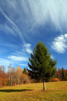 autumn landscape with alone fir tree