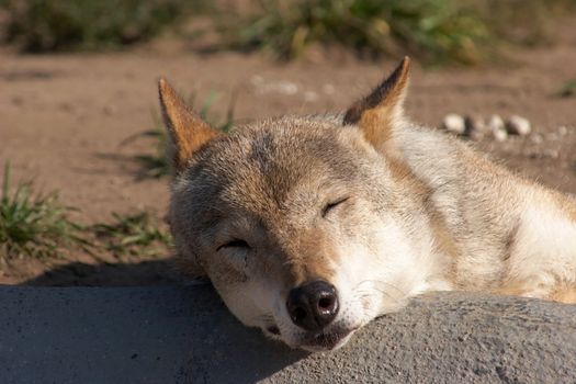 Gray wolf (Canis lupus) resting in a zoo