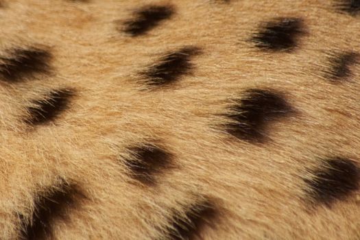 Close-up photo of Cheetah (Acinonyx Jubatus) fur