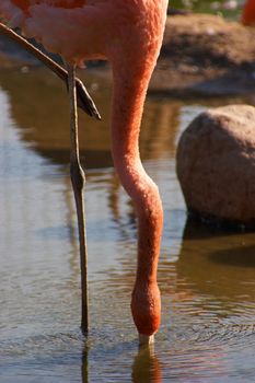 American/Caribbean Flamingo (Phoenicopterus Ruber) feeding in a zoo