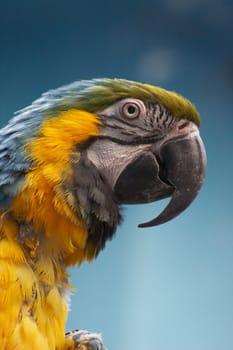 Blue-and-yellow Macaw (Ara ararauna), also known as the Blue-and-gold Macaw, one of the biggest parrots in the world.