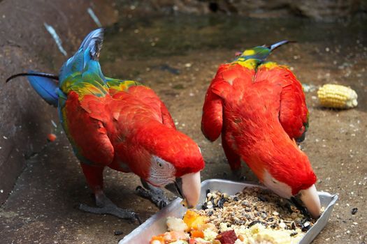 Scarlet Macaws (Ara macao) feeding in a zoo