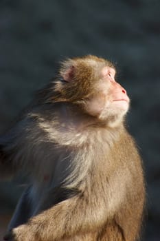 Monkey in a zoo looking at something behind her