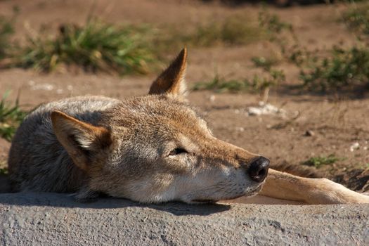 Gray wolf (Canis lupus) resting in a zoo