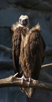 Panoramic image of Eurasian Black Vulture (Aegypius Monachus). Also known as Monk or Cinereous Vulture.