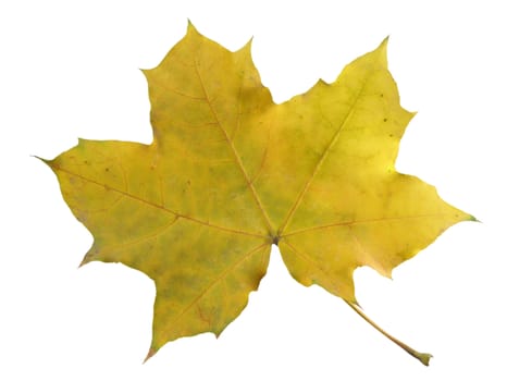 Autumn leave of a maple on a white background. Image contain clipping puth.