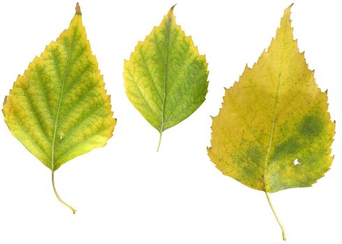 Autumn leaves of a birch on a white background. Images contain clipping puths.