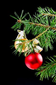 coniferous branch on dark background with toy cristmas