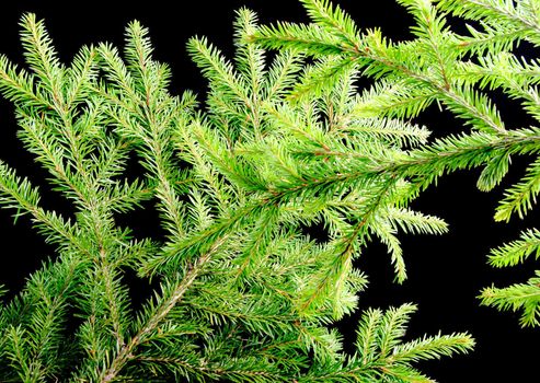 green fir branches with space for your text