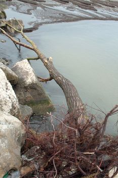 drift tree on a seaside in italy