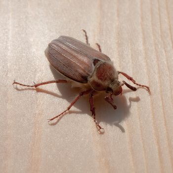 Cockchafer on the Wood under the Sunlight