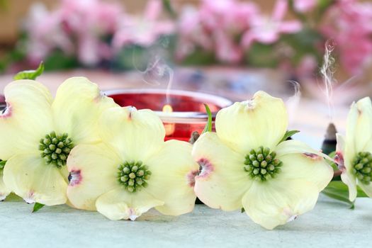 Relaxing candles and incense cones burn behind a role of dogwood blossoms.