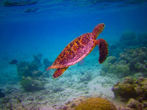 Hawksbill Turtle swiming like flying at Maldives