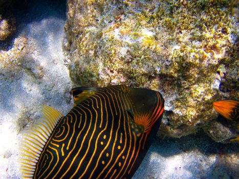 under water world at Maldives blue clear sea