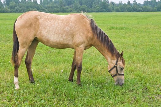 Horse standing in a field, eating grass