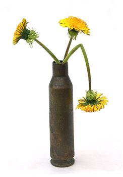 dandelion in brass cartridge case isolated