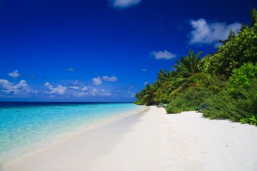 Tropical Paradise at Maldives with palms and blue sky